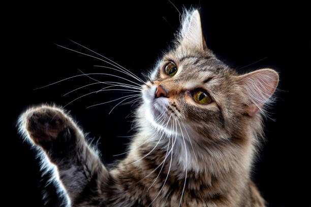 istock Portrait of a cute cat 1388627793