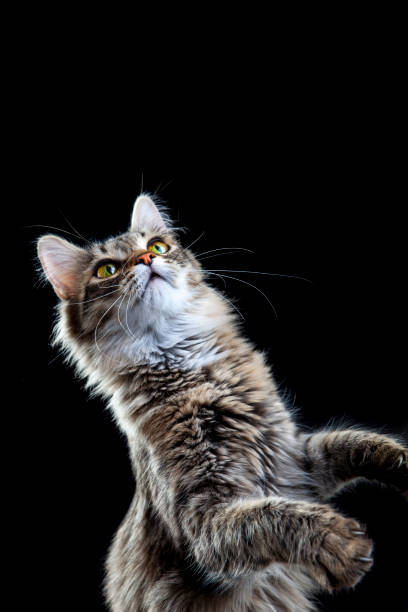 istock Portrait of a cute cat 1388627807