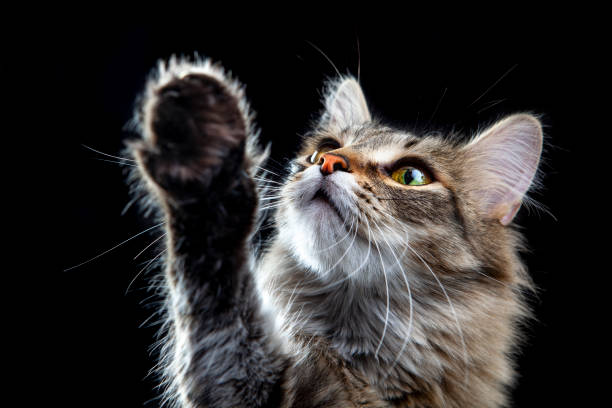 istock Portrait of a cute cat 1388627810