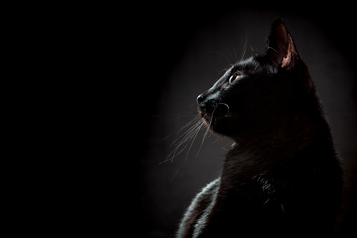 Portrait of a Black cat on a black background