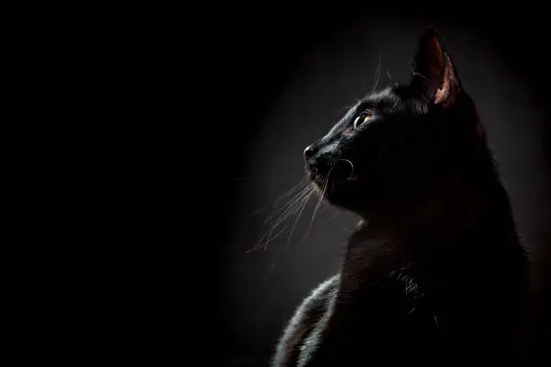 Photo of Black cat on a black background