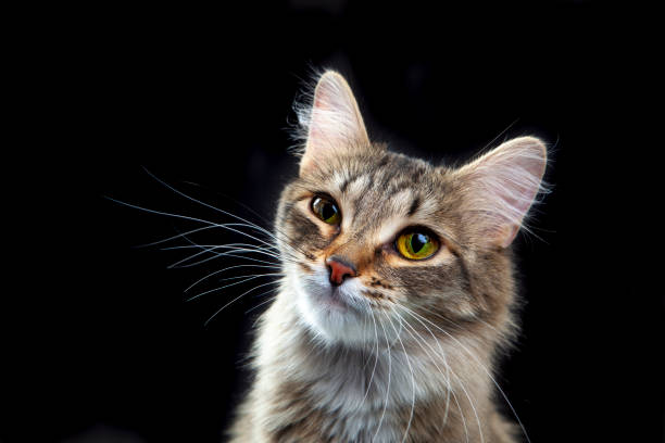 istock Portrait of a cute cat 1388627877