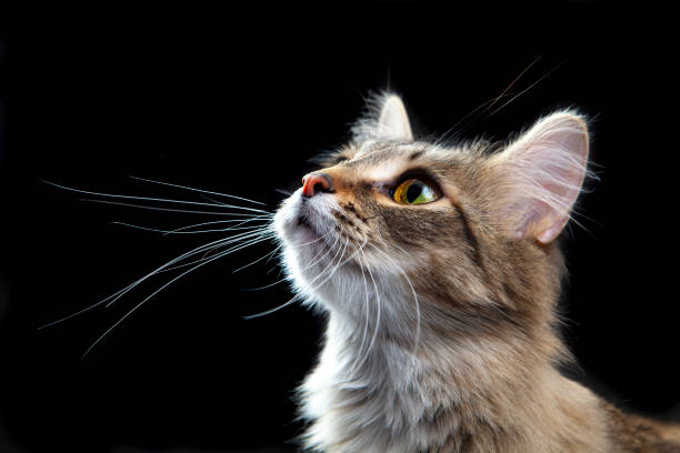istock Portrait of a cute cat 1388627879