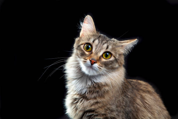 istock Portrait of a cute cat 1388627884