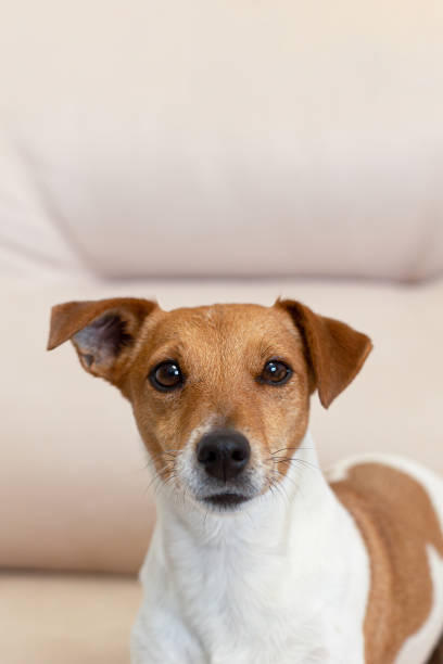 istock Jack Russell terrier. Thoroughbred dog close-up. Pets 1388628087