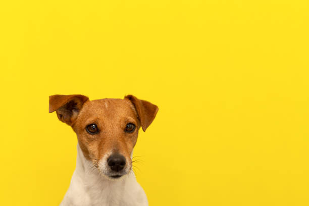 istock Jack Russell terrier on a yellow background. A thoroughbred dog. Copy space 1388628096