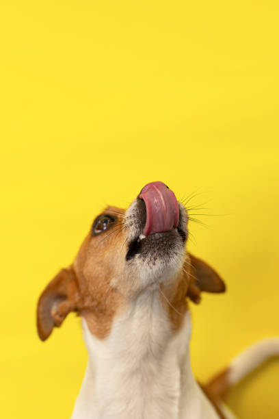 istock Jack Russell terrier on a yellow background. A thoroughbred dog. Copy space 1388628103