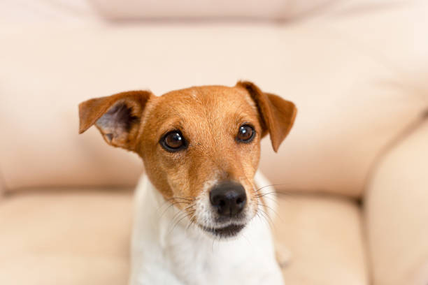 istock Jack Russell terrier. Thoroughbred dog close-up. Pets 1388628104