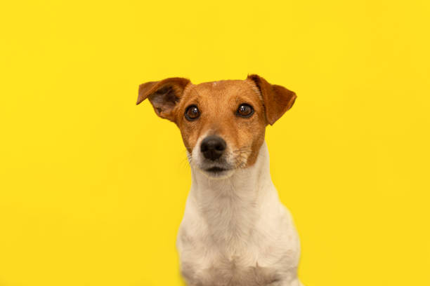 istock Jack Russell terrier on a yellow background. Pets. A thoroughbred dog. Portrait 1388628764