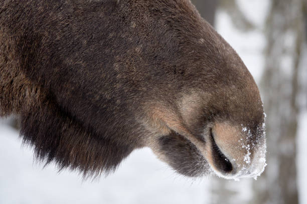Moose (bull) in natural habitat at winter time.