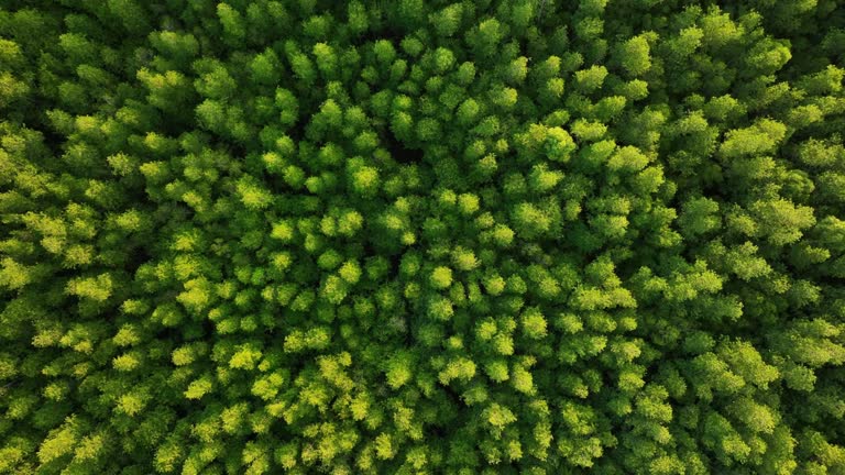 Top down aerial view of mangrove forest, drone zoom out above the tree