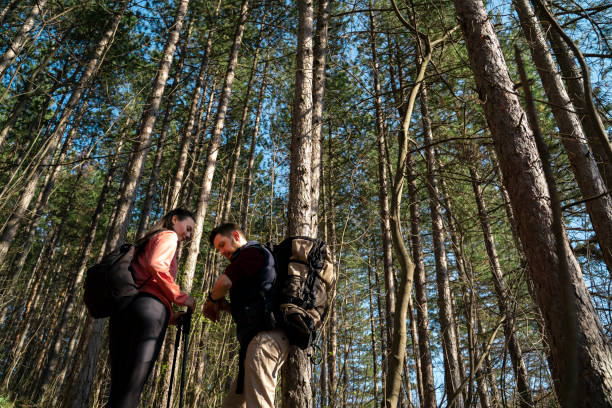 istock Young couple adventurers among tall pine trees checking time and parameters 1388630232