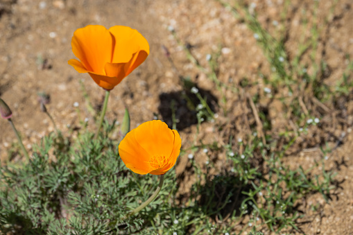 Poppies bloom in springtime in Southern California