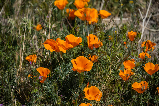 Wide view of Blooming California Poppy (Eschscholzia californica) and Common Fiddleneck (Amsinckia intermedia) wildflowers.\n\nTaken in Auburn, California, USA