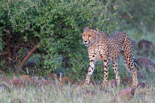 istock Cheetah in Mashatu Game Reserve 1388632946
