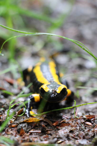 istock Fire salamander (Salamandra salamandra) in the Harz National Park 1388633195