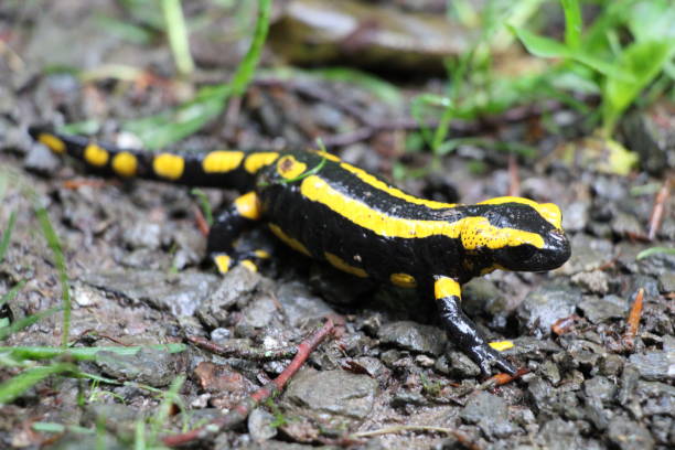 istock Fire salamander (Salamandra salamandra) in the Harz National Park 1388633197