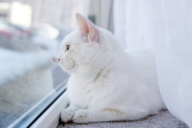 istock White cat looks out the window 1388633251