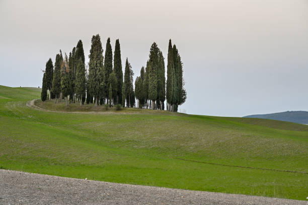 Cypress grove in Val d'Orcia stock photo
