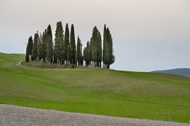 cypress grove in val d'orcia - val tuscany cypress tree italy imagens e fotografias de stock