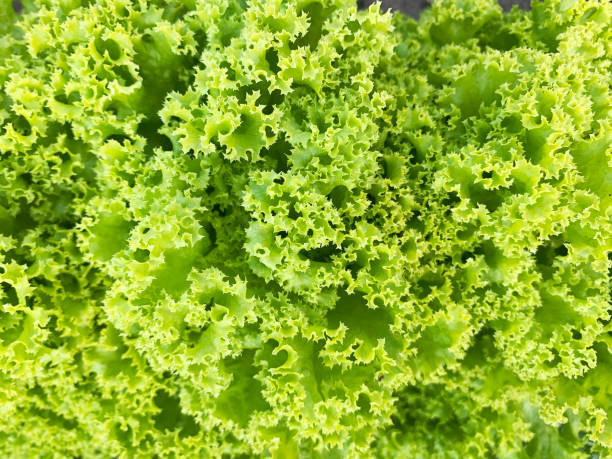 fond de laitue lollo bionda. feuilles de salade fraîches au marché aux légumes biologiques. - lollo bionda lettuce photos et images de collection