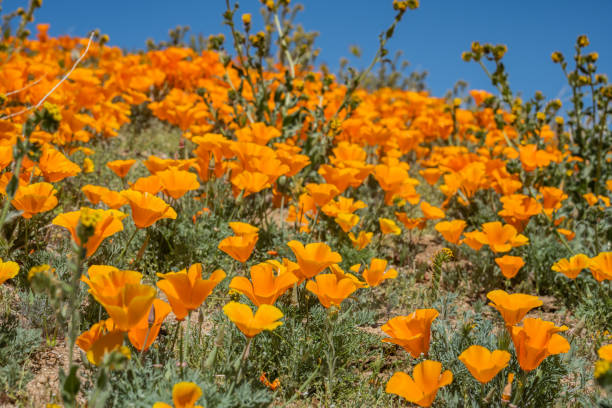 istock Poppies bloom in springtime in Southern California 1388634298