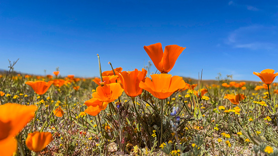 Poppies bloom in springtime in Southern California