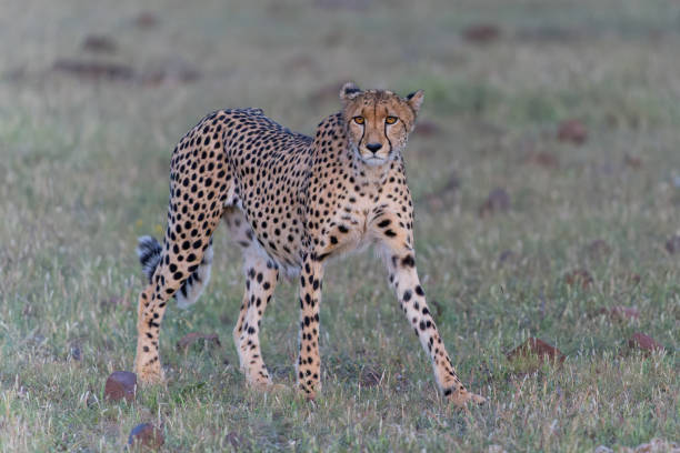 istock Cheetah in Mashatu Game Reserve 1388634375