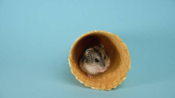 istock Hamster in a sugar tube 1388635647