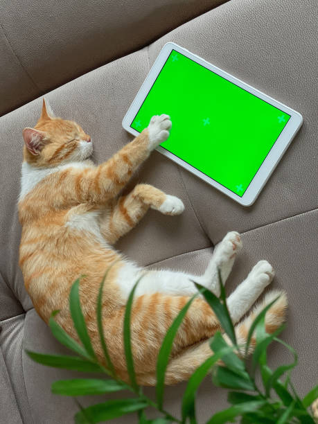 istock Cute ginger cat laying on the sofa next to tablet with green screen 1388636425