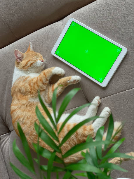 istock Cute ginger cat laying on the sofa next to tablet with green screen 1388636426