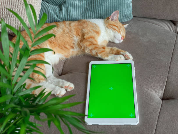 istock Cute ginger cat laying on the sofa next to tablet with green screen 1388636431