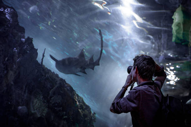 istock Young man photographing a shark in an aquarium 1388637126