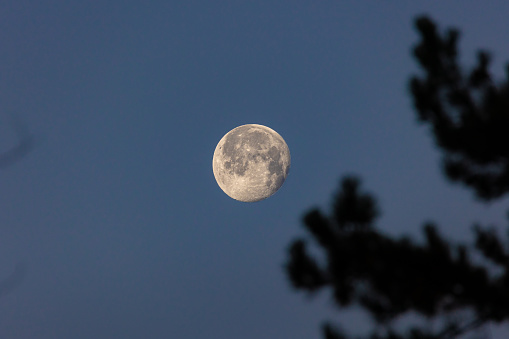 The waning moon  - two nights after full moon - early morning capture after a cold and cristal clear night. Silhouette of tree and branches in front. Stuttgart, Germany December 21, 2021