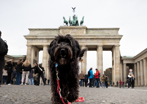 dog in front of landmark Brandenburger Tor, Berlin.