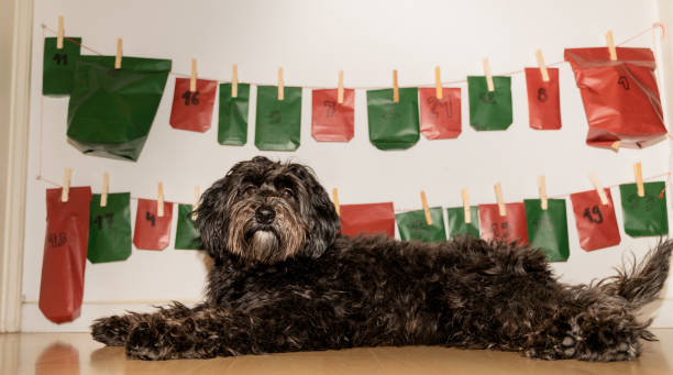 istock black labradoodle dog in front of its advent calendar. 1388638344