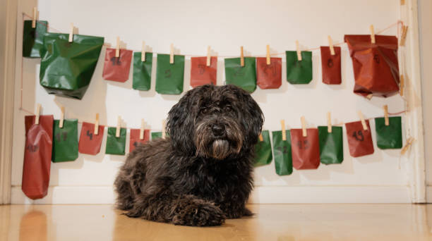 istock black labradoodle dog in front of its advent calendar 1388638366