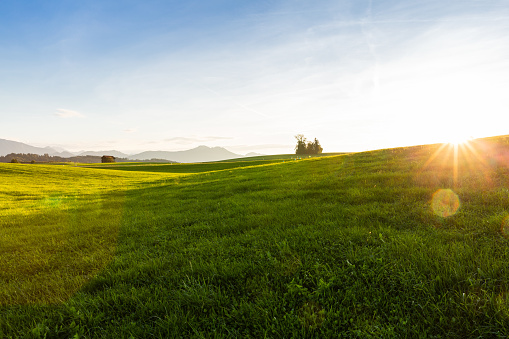 field in the front and mountain tops in the background with blue sky and clouds, germany, bavaria, allgäu, seeg