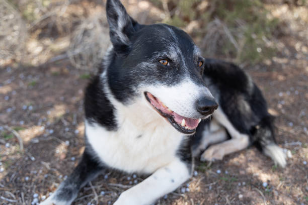 istock Dog laying down on the ground 1388638504