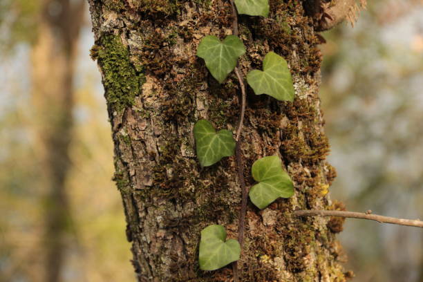 istock Cap-leaved vines wrapped around the trunk of the tree 1388640151