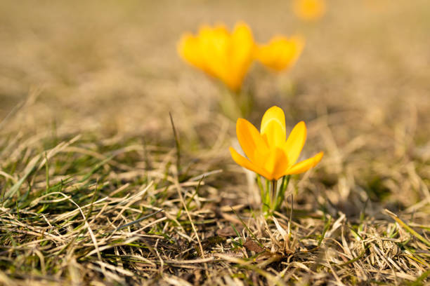 istock Beautiful blooming purple crocuses blooming on a spring field 1388640240