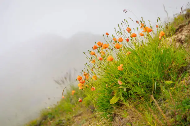 Photo of Orange wild poppy flowers grow in the mountains. Fog.