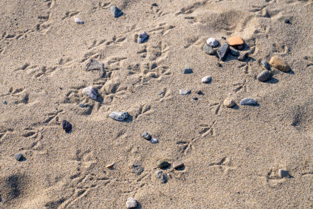 Seagull's footprints on the beach and beautiful sunny day Aegean Sea, Turkey