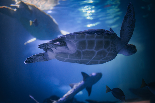 The sea turtle swims in the aquarium with other fish and sharks