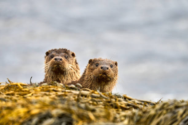 istock Mother and Cub Eurasian Otter 1388641824