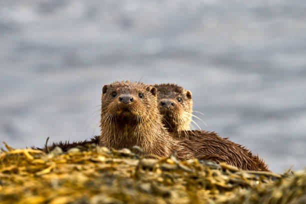 Mother and Cub Eurasian Otter