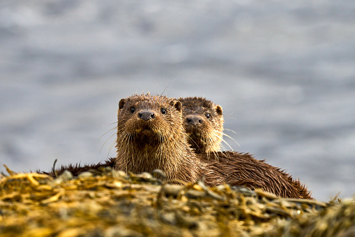 Eurasian Mother and Cub Otter, Isle of Mull, Scotland