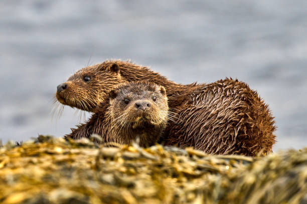 istock Mother and Cub Eurasian Otter 1388641879