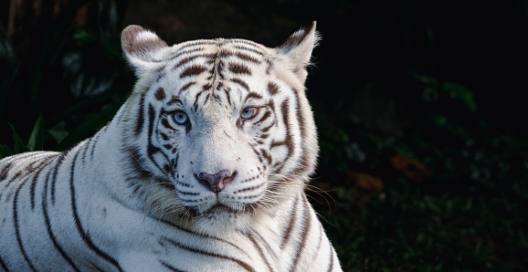 White tiger / bleached tiger (Panthera tigris) pigmentation variant of the Bengal tiger, native to India placed against white background in post production