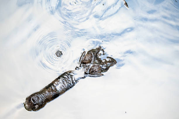 A crocodile seen from above in shallow water waiting for its pray. Close-up and ultra high resolution.